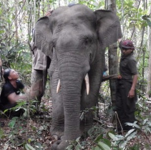 Ein Sumatra Elefant wird mit einem GPS Sender ausgestattet