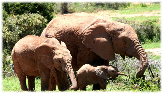 Eine kleine Gruppe Afrikanischer Elefanten mit Neugeborenem Elefantenbaby