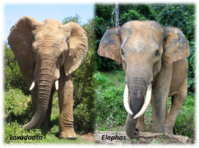 Vergleich zwichen Afrikanischen Elefant (Loxodonta, links) und Asiatischem Elefant (Elephas, rechts)