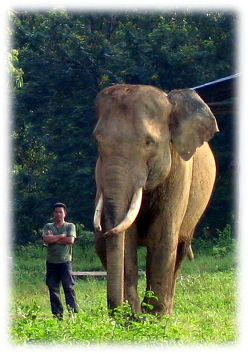 Größenvergleich. Ein Mann steht neben einem Sumatraelefanten