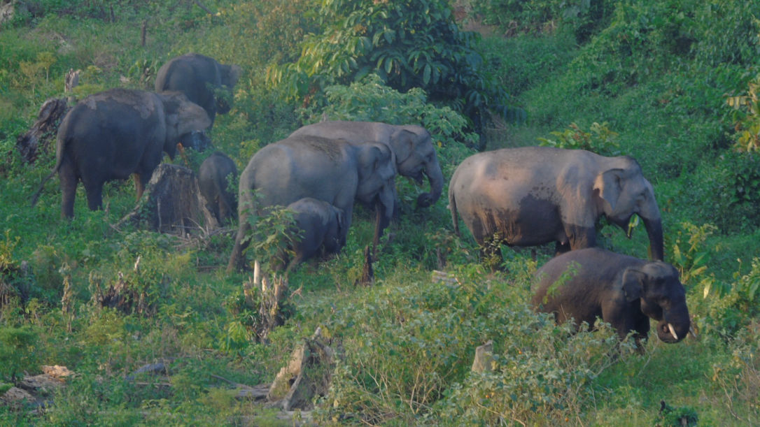 Eine Gruppe Sumatra Elefanten bei der Nahrungssuche gegen Abend
