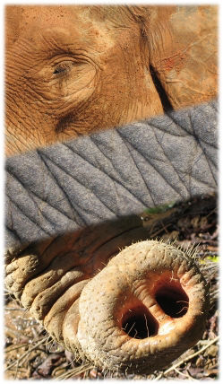 Eine Kollage mit Elefantenauge, Elefantenhaut und Elefantenrüssel