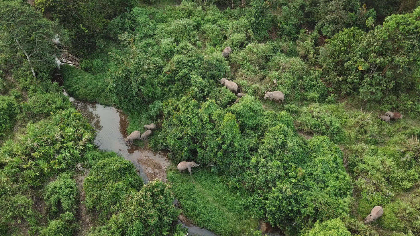 Eine Gruppe von Elefanten zieht an eine Wasserstelle zum trinken