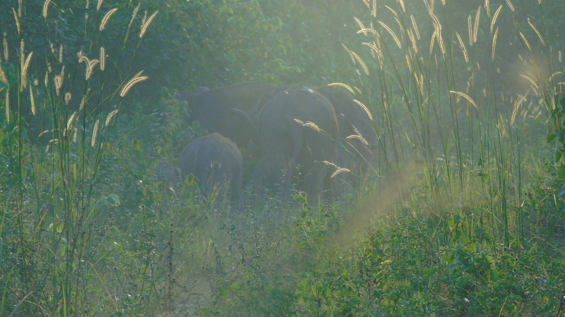 Sumatra Elefanten verschwinden im Dschungel bei Abendlicht