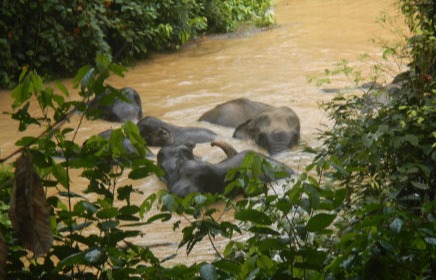 Mehrere Sumatraelefanten baden gemeinsam in einem braunen Fluss