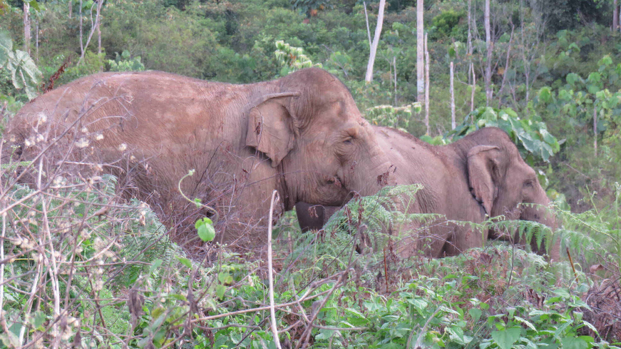 Zwei adulte Sumatra Elefanten Kühe stehen im Buschland