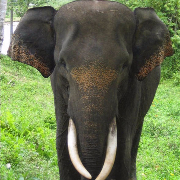 Ein Sumatra Elefantenbulle zeigt seine Stoßzähne