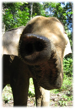 Sumatraelefant schnuppert mit seinem Rüssel in Richtung Kamera