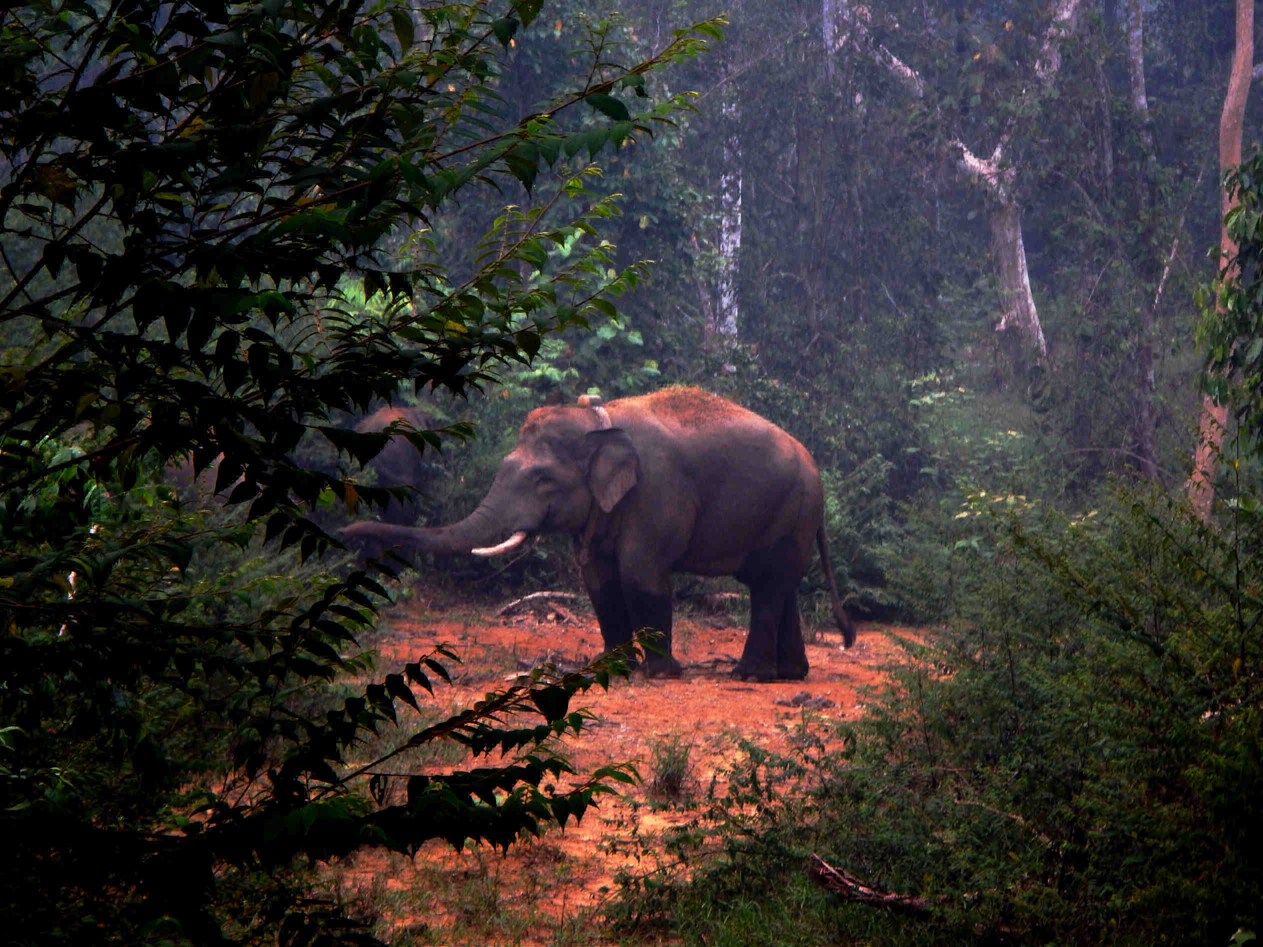 Ein Sumatra Elefant namens Dadang steht auf einer Lichtung