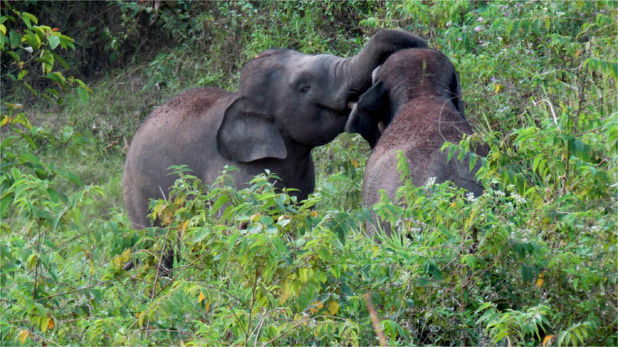 Zwei Sumatra Elefantenbullen beim Spiel