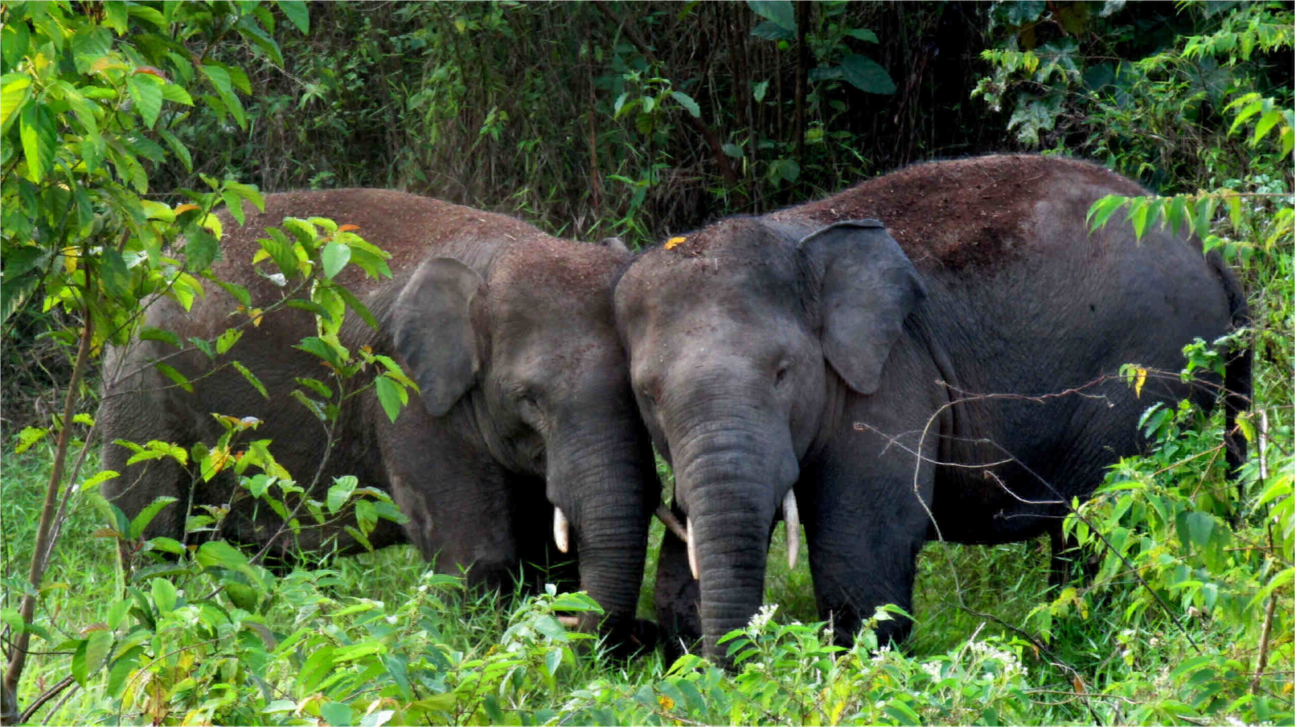 Zwei junge Sumatra-Elefantenbullen beim Spielen und Rangeln